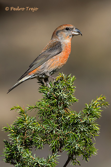 Piquituerto (Laxia curvirostra)